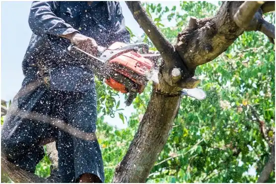 tree services Prairie View